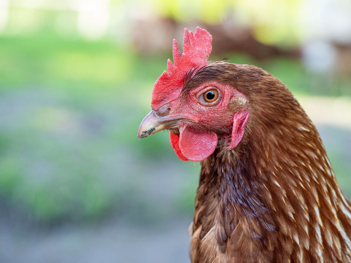 Huhn auf dem Hof und Bauerngarten Hertz-Kleptow