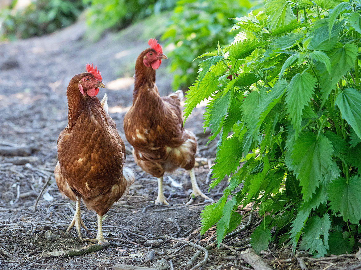 Hühner in Freilandhaltung auf dem Hof und Bauerngarten Hertz-Kleptow