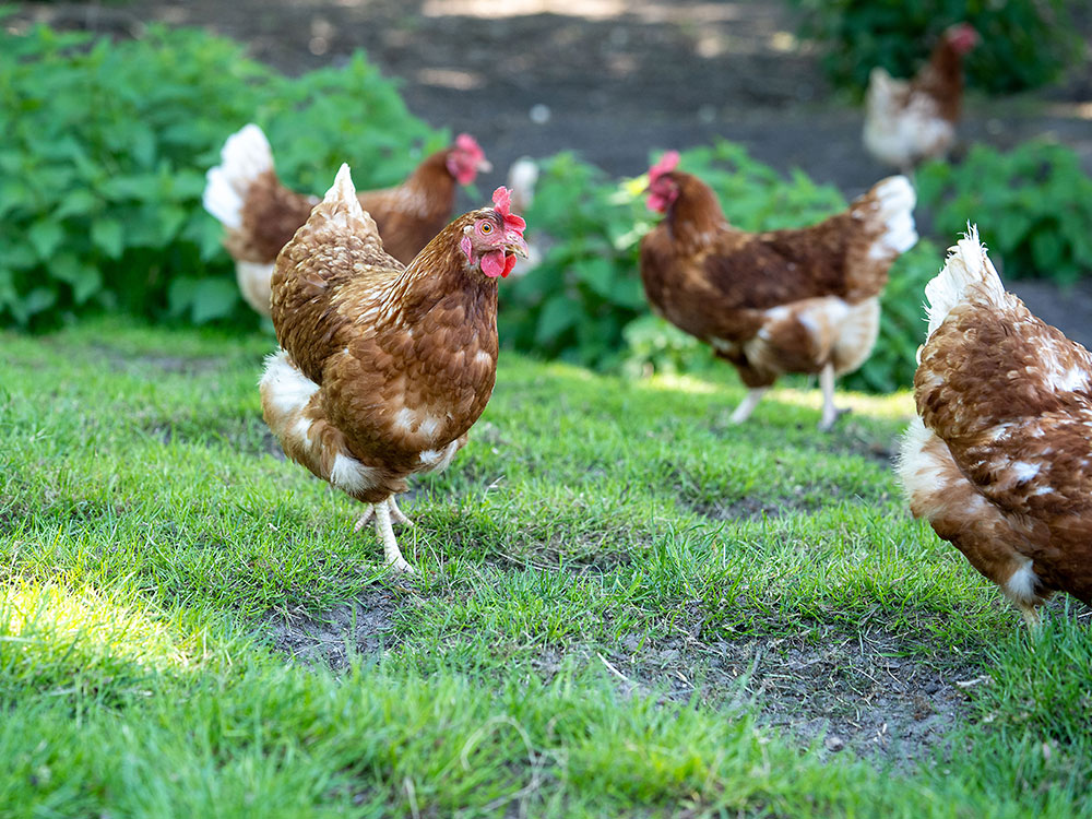 Huhn auf Grasland Hertz-Kleptow