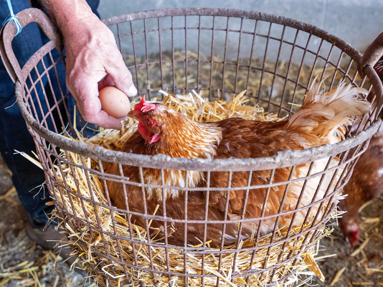 Huhn mit Hühnerei im Stall